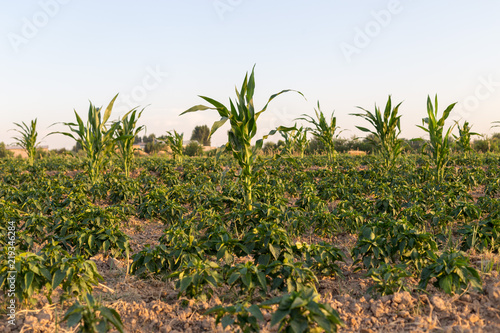 harvest  corn fields