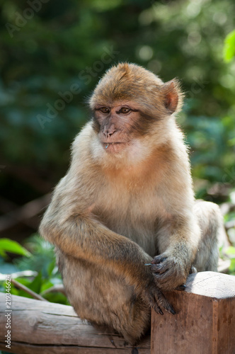 portrait of young expressive macaque sitting on wooden fence  in the forest © pixarno