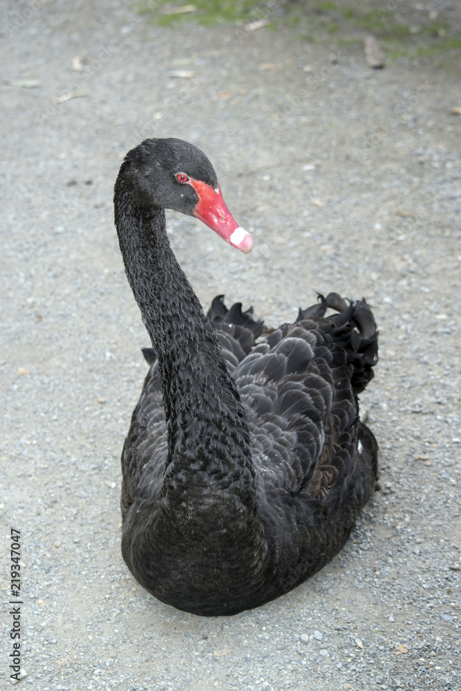 Obraz premium black swan