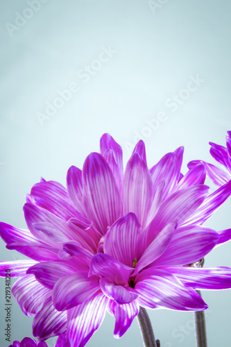 Pink and white striped Daisies on a blue background