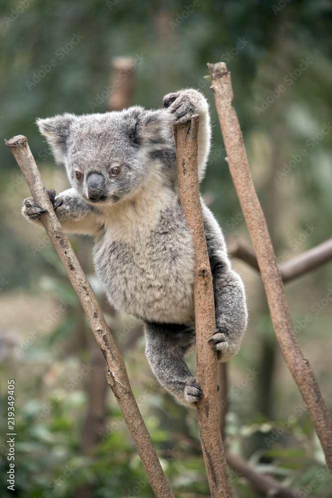 Fototapeta premium joey koala