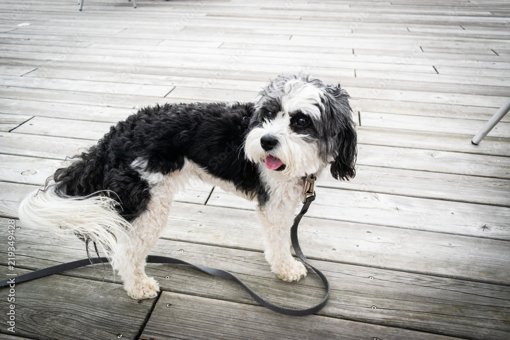 Fototapeta premium Poodle Mix