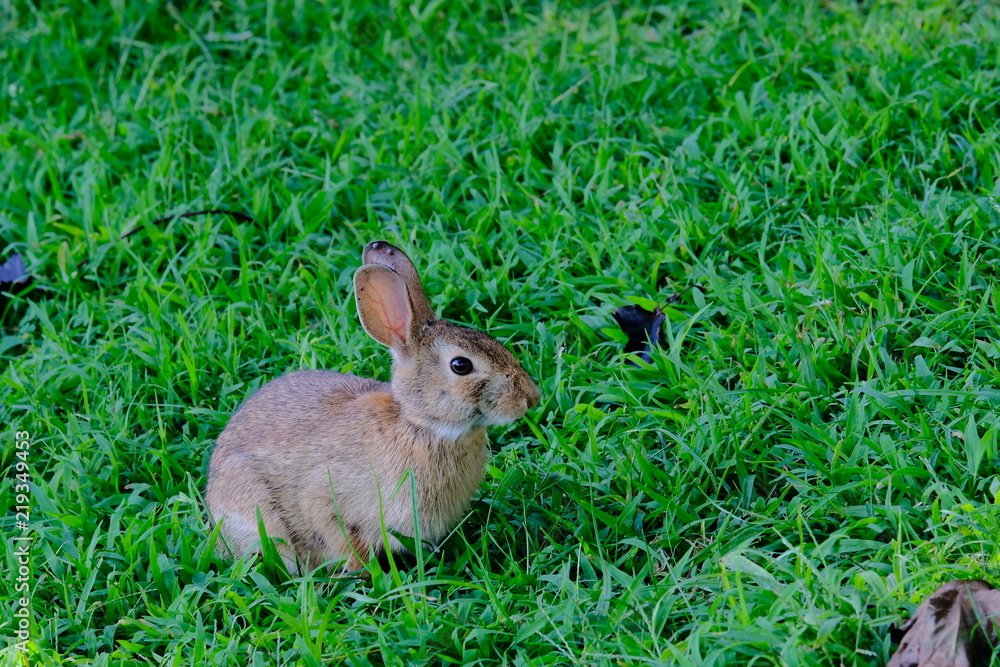 Fototapeta premium Rabbit
