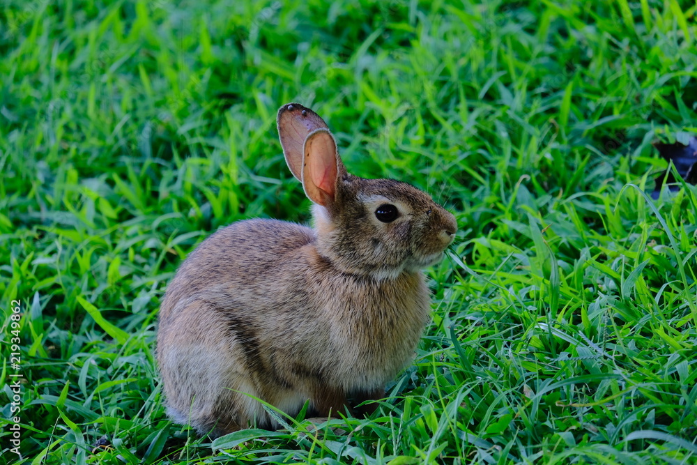 Rabbit Rabbit
