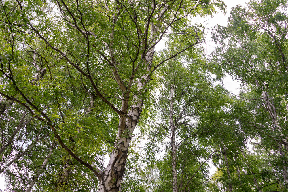 Fototapeta premium Summer birch forests