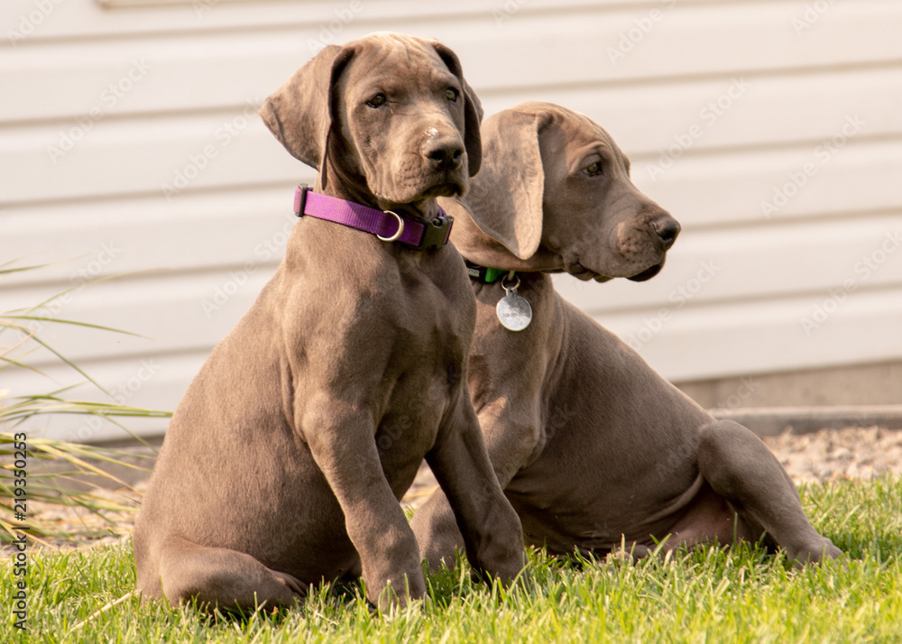 Sweet Silver Daniff Puppies