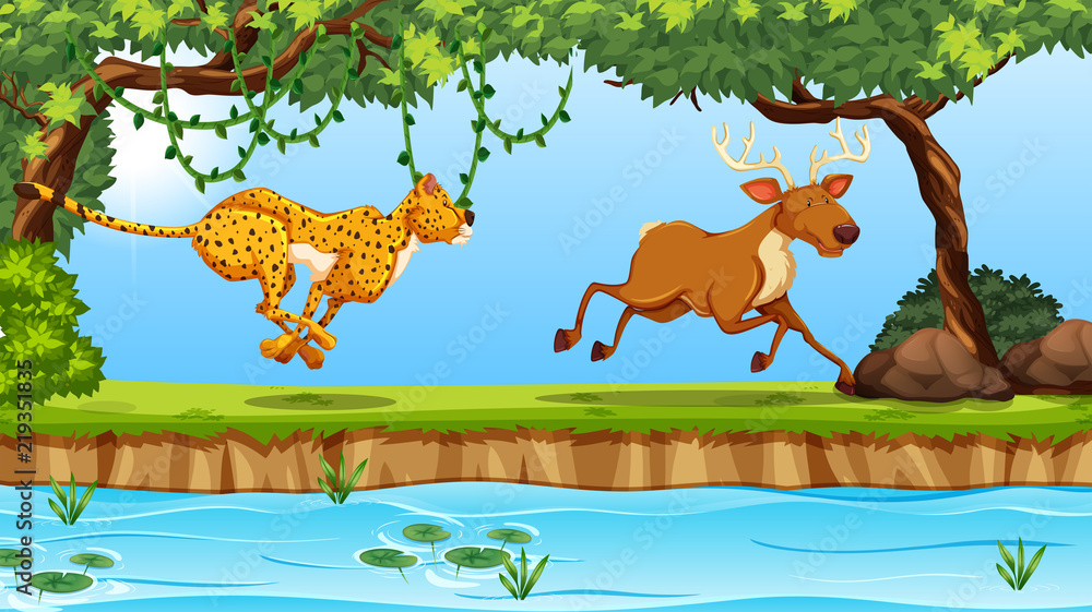 Fototapeta premium cheetah and deer scene