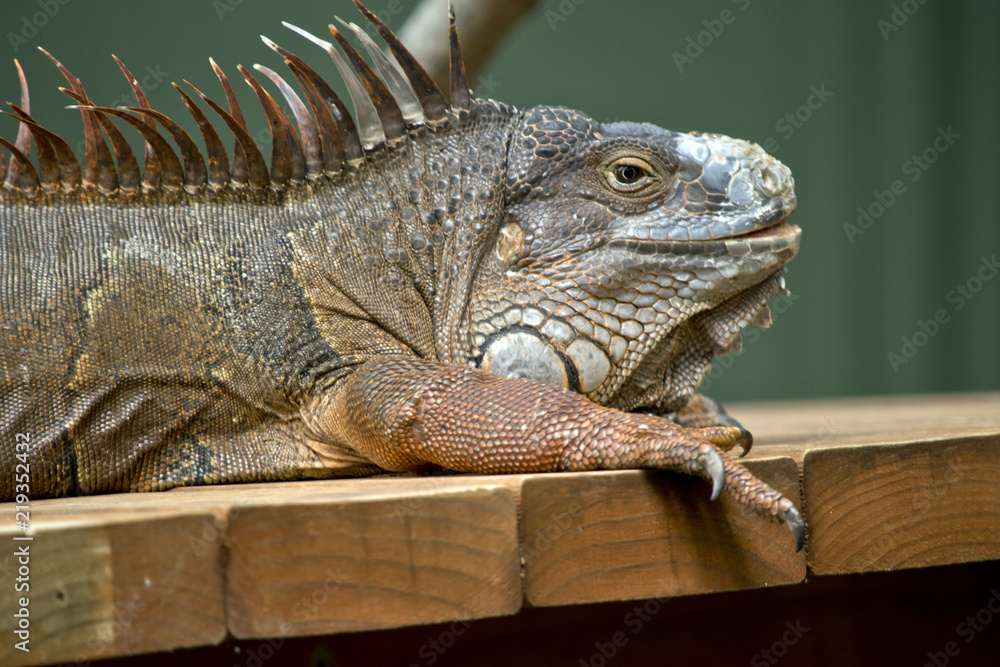 Fototapeta premium green iguana