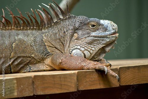 green iguana © susan flashman