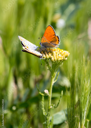 Lycaena dispar, a copper butterfly mating and hindering the third butterfly