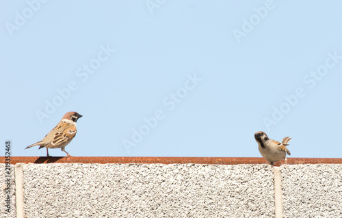Photo of a bird spar sitting on a fence