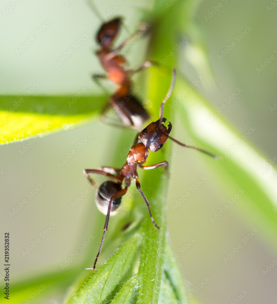 dark yellow ant on grass macro dark yellow ant on grass macro