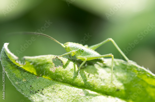 green grasshopper on the grass