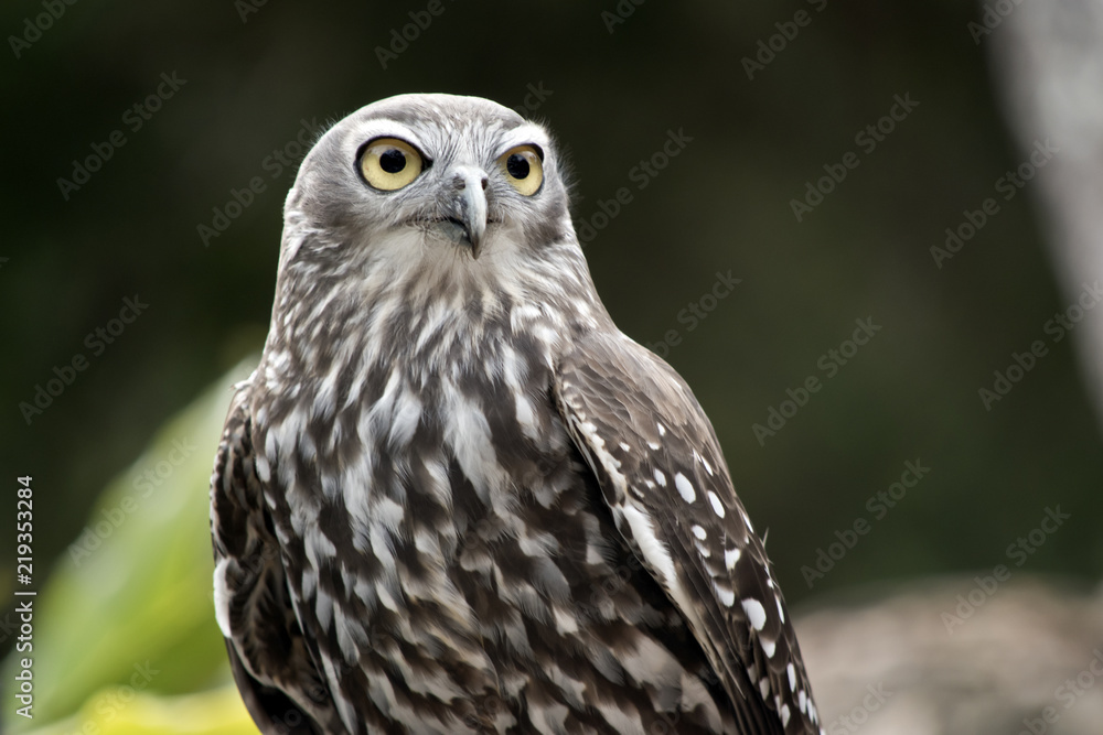 barking owl barking owl