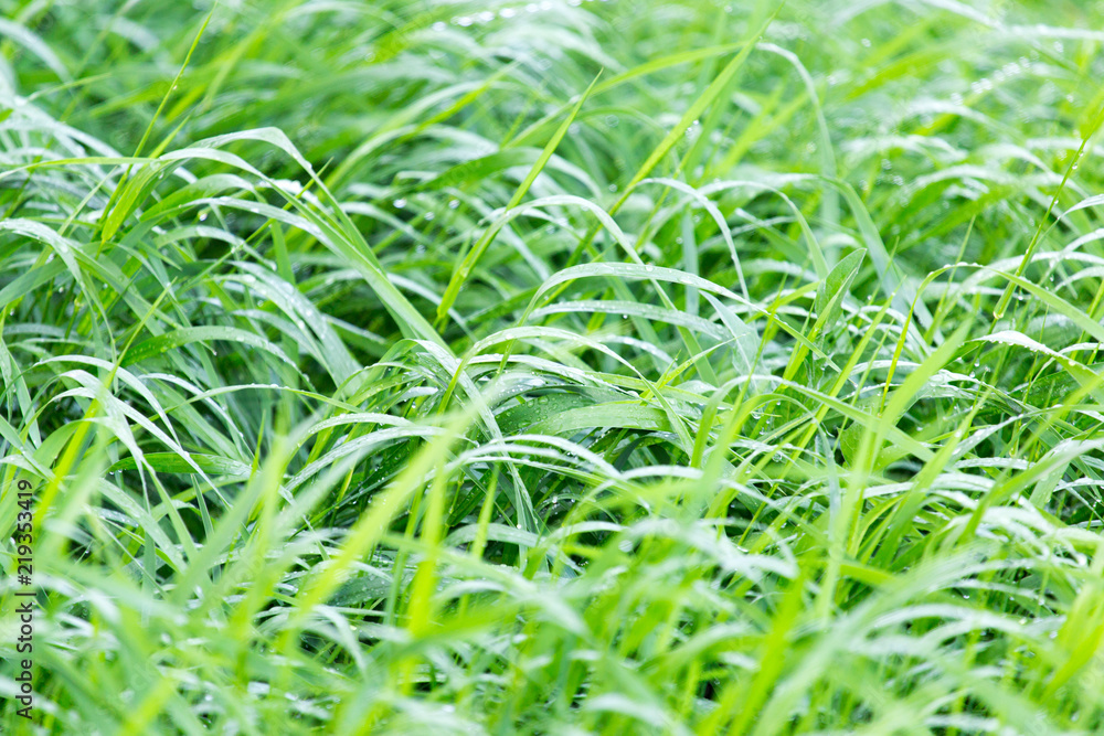 drops of dew on a green grass