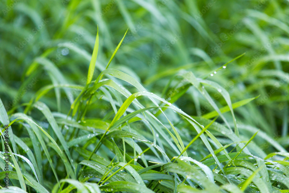 drops of dew on a green grass drops of dew on a green grass