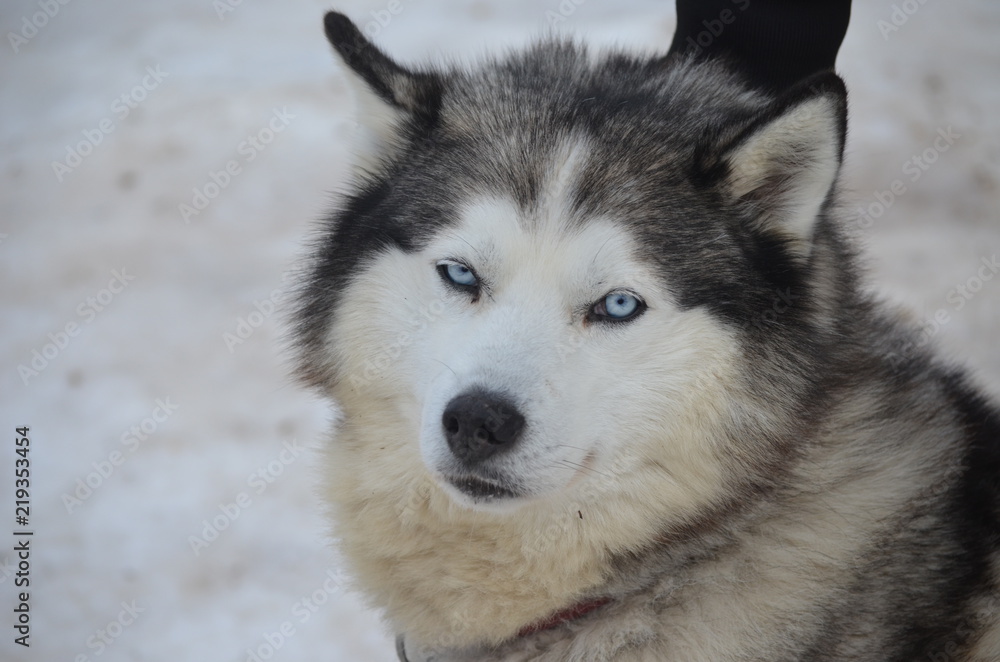 Siberian dog Siberian dog