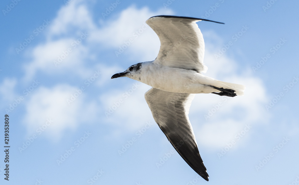 Obraz premium Gaviota volando