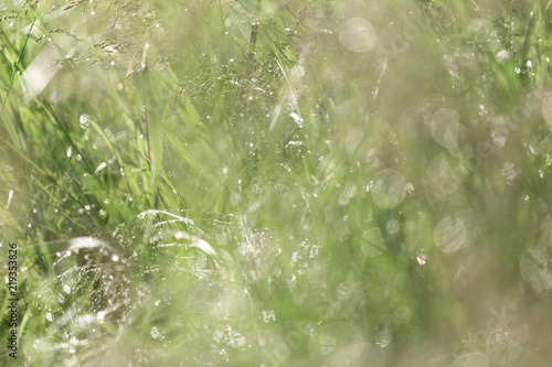 Dew on the grass on a sunny spring morning shining in the background