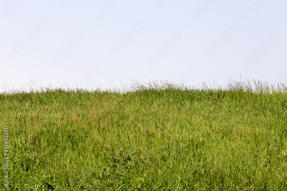 Obraz premium spring, long grass covers the ground