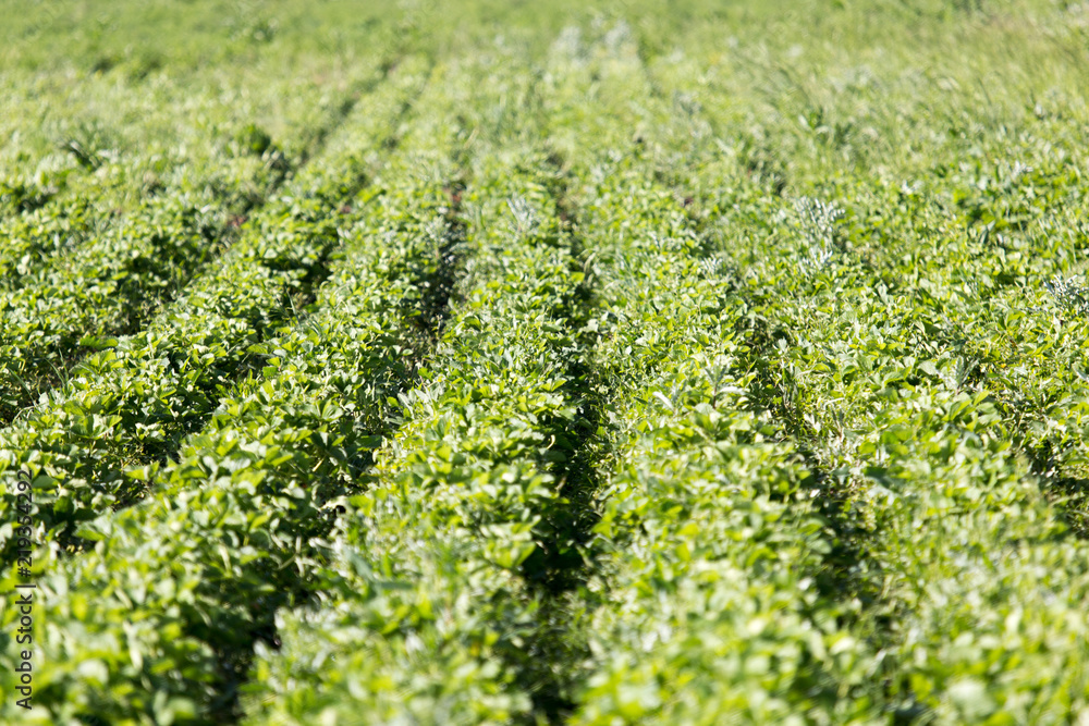 Strawberry Field rows Strawberry Field rows