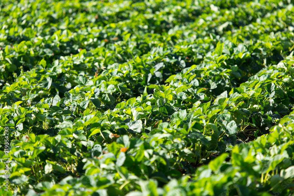Obraz premium Strawberry Field rows
