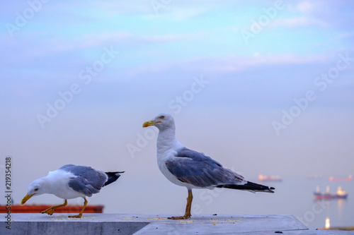 Istanbul, Turkey. Seagull on the background of the Sea of Marmara photo
