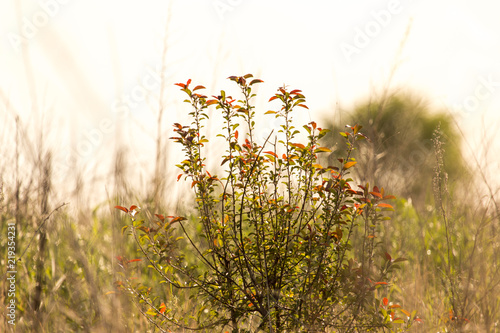 background of wild grass on the field against sunset