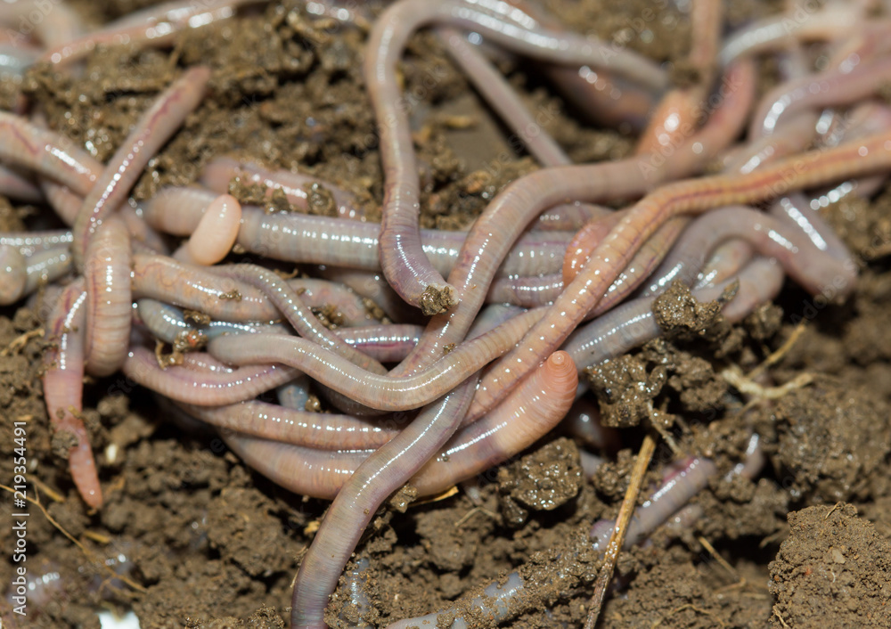 Fototapeta premium A huge number of earthworms for fishing