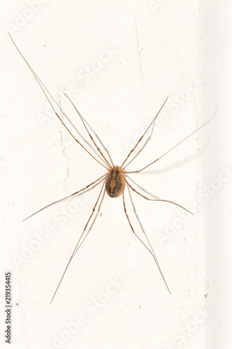 spider yellow with long legs on a white background