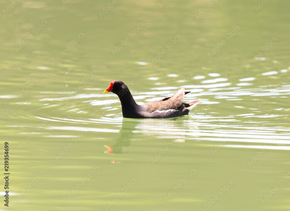 moorhen floating on the water moorhen floating on the water