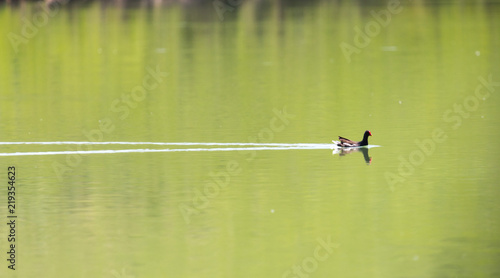 moorhen floating on the water © donikz