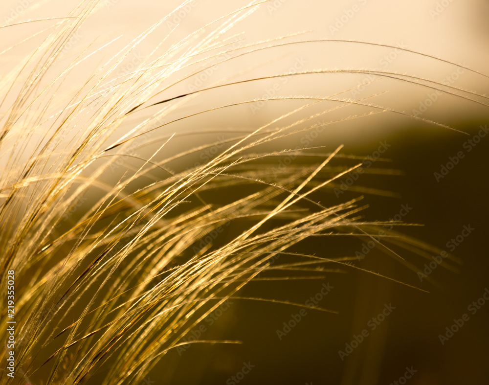 background of wild grass on the field against sunset background of wild grass on the field against sunset