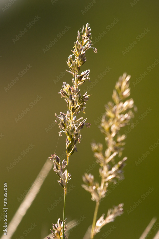 background of wild grass on the field against sunset background of wild grass on the field against sunset