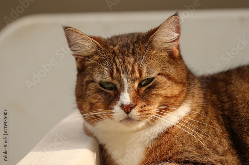 Portrait of a Red Domestic Cat 