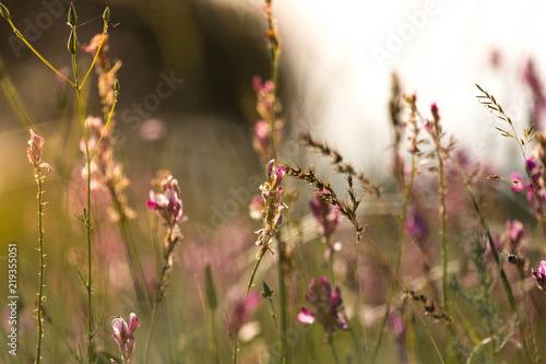 background of wild grass on the field against sunset © donikz