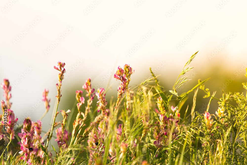 Fototapeta premium A bright pink common heather (Calluna vulgaris) blooms in the open air