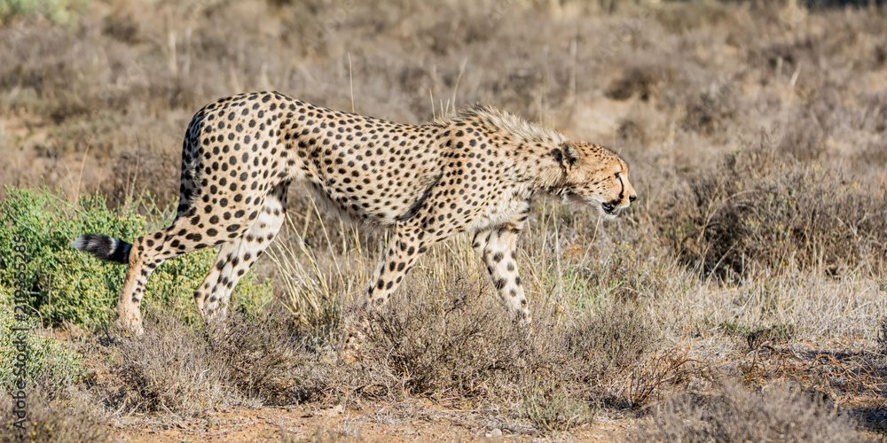 Naklejka premium Juvenile Cheetah