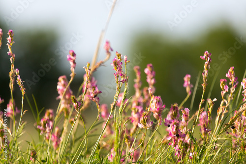 A bright pink common heather (Calluna vulgaris) blooms in the open air