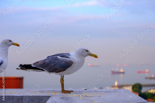 Istanbul, Turkey. Seagull on the background of the Sea of Marmara photo