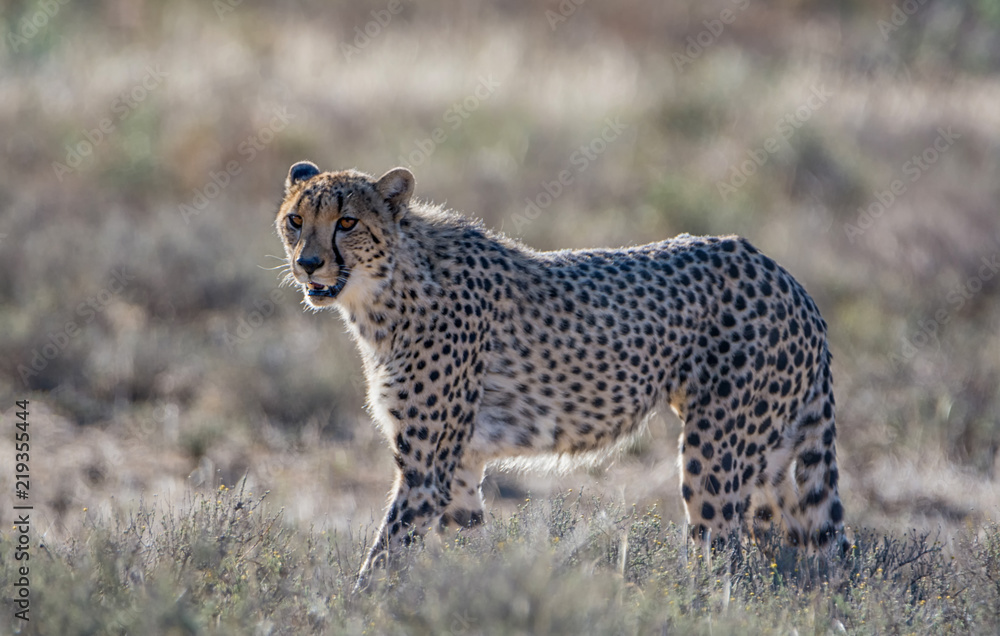 Obraz premium Juvenile Cheetah