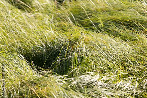 spring, long grass covers the ground