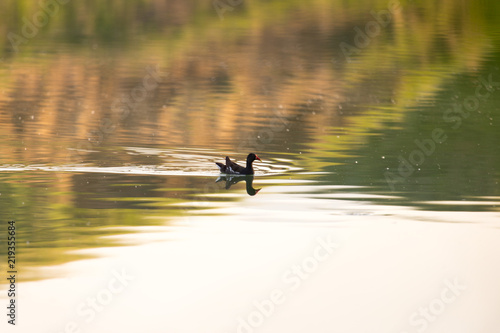 moorhen floating on the water