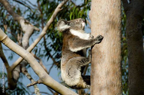 Koala on Eucalyptus Tree - Australia