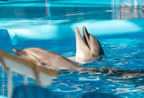 trained dolphin in the pool