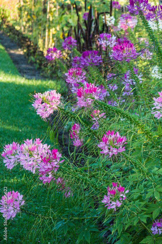 Garden Garden