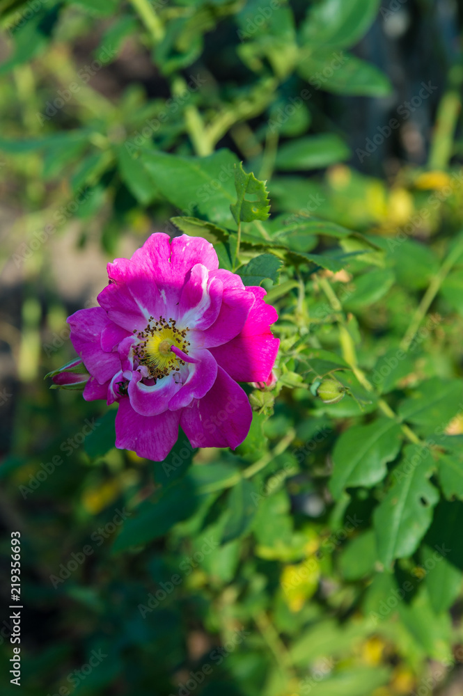 Obraz premium Experimental Farm