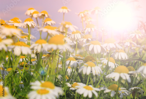 White Summer wildflowers
