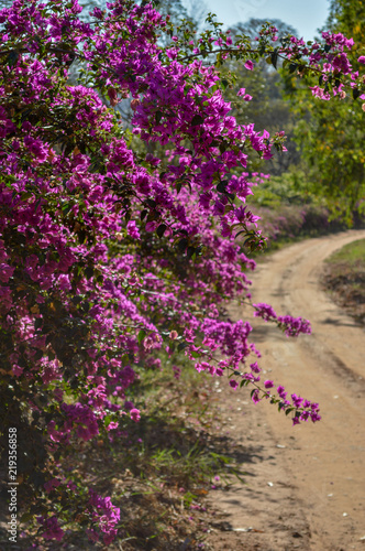 dirt road with grass and pink flowers beside