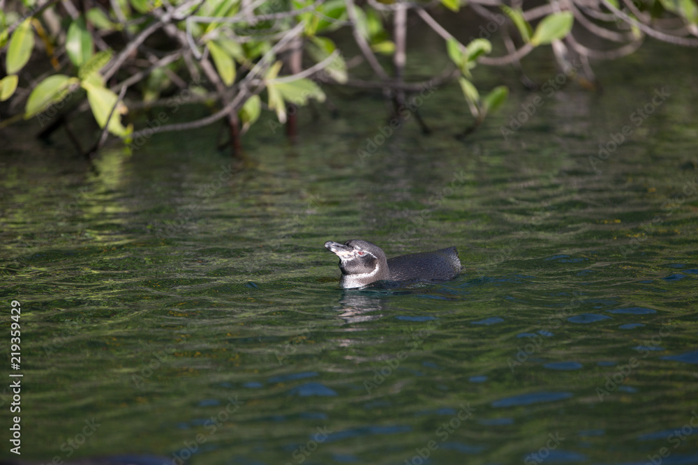 Galapagos wildline in nature Galapagos wildline in nature